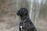 CANE CORSO 772
